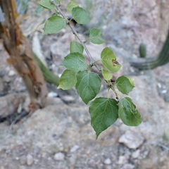 Jatropha cordata