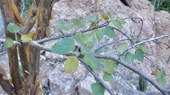 Jatropha cordata, photograph (c) Sue Carnahan, some rights reserved (CC BY)