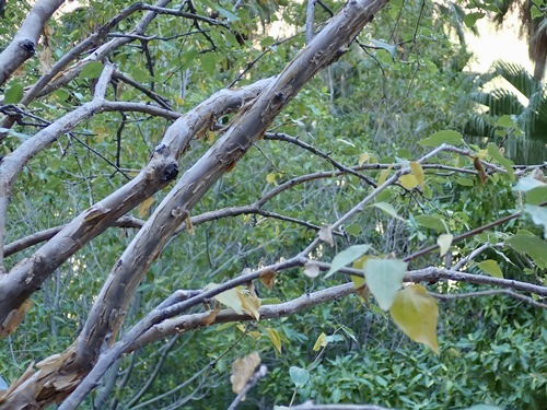 Jatropha cordata, photograph 5