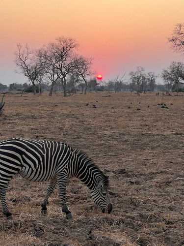 Crawshay's Zebra