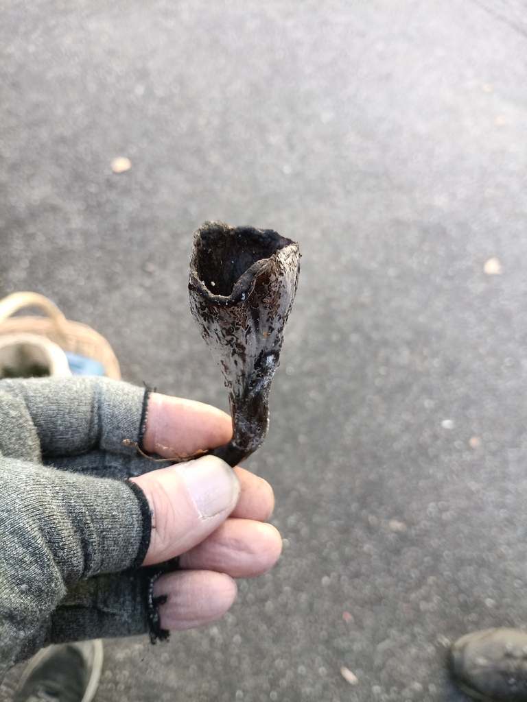 Craterellus cornucopioides · November 2025 · photo: © davecattleman (iNaturalist, cc-by)