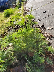 Eschscholzia californica
