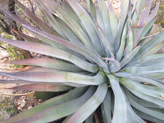 Agave aurea