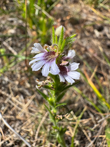 long-leaved scaevola (Scaevola lanceolata)