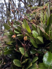 Scaphosepalum verrucosum
