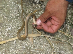 Conophis lineatus