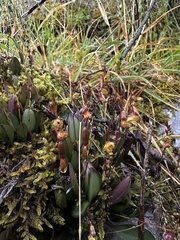(c) Nicolás Baresch Uribe, some rights reserved (CC BY) Scaphosepalum verrucosum, photograph (c) Nicolás Baresch Uribe, some rights reserved (CC BY)
