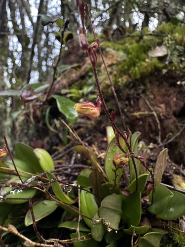 Scaphosepalum verrucosum, photograph 2