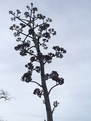 Agave aurea