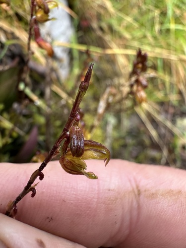 Scaphosepalum verrucosum, photograph 3