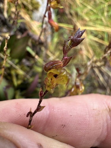 Scaphosepalum verrucosum, photograph 4