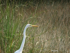 Ardea alba