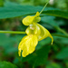 Pale Jewelweed - Photo (c) Ken-ichi Ueda, some rights reserved (CC BY), uploaded by Ken-ichi Ueda