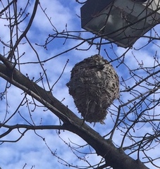 Dolichovespula maculata