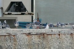 Leucophaeus atricilla