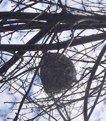 Dolichovespula maculata