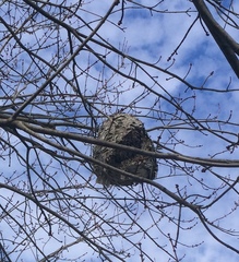 Dolichovespula maculata
