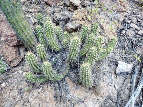 Echinocereus llanurensis