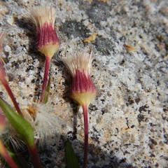 Erigeron acris kamtschaticus