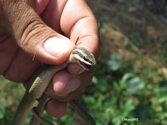 Conophis lineatus