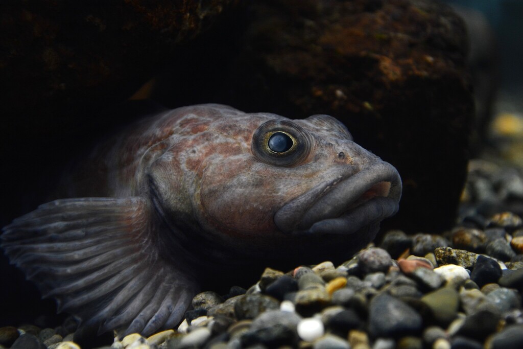 Red sculpin