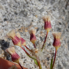 Erigeron acris kamtschaticus