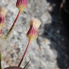 Erigeron acris kamtschaticus