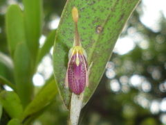 Restrepia muscifera