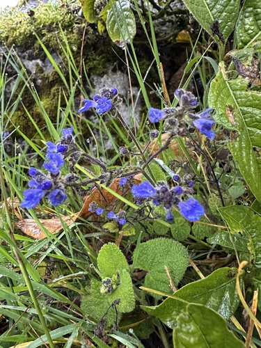 Salvia palifolia, photograph 3