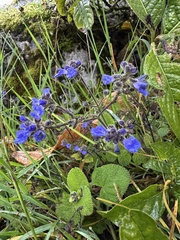 Salvia palifolia, photograph (c) Nicolás Baresch Uribe, some rights reserved (CC BY)