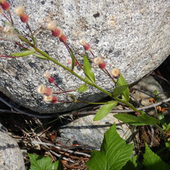 Erigeron acris kamtschaticus