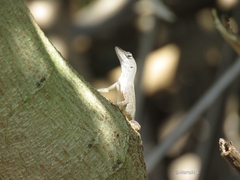 Anolis sagrei