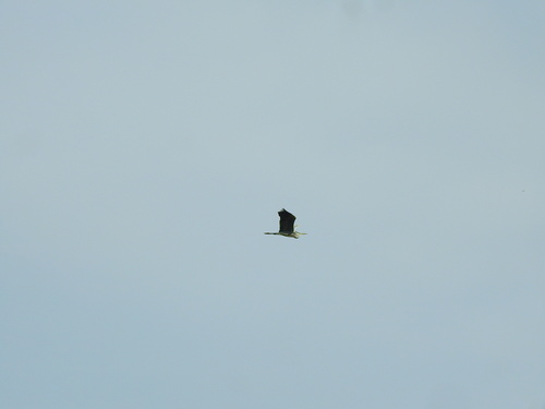 Grey Heron