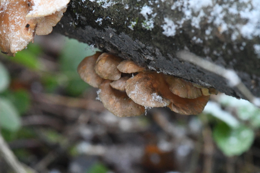 Sarcomyxa serotina · November 2025 · photo: © marina_sad (iNaturalist, cc-by)