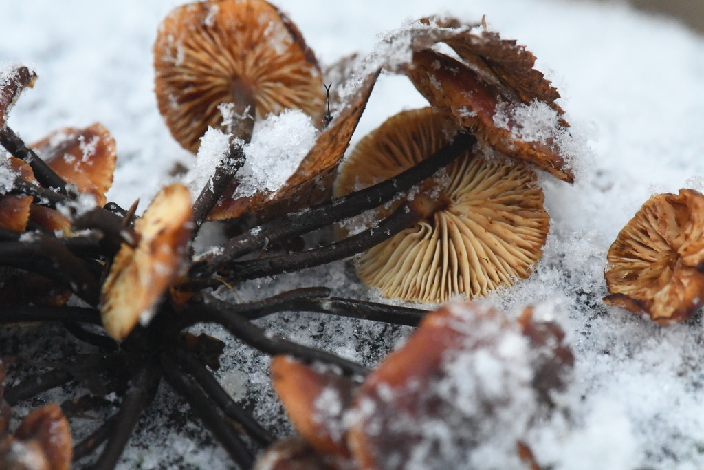 Flammulina · November 2025 · photo: © marina_sad (iNaturalist, cc-by)