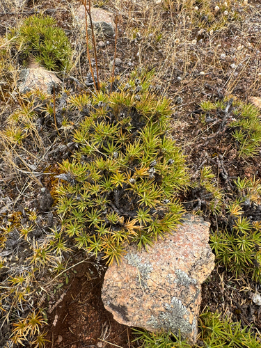 Borya constricta (Borya constricta)