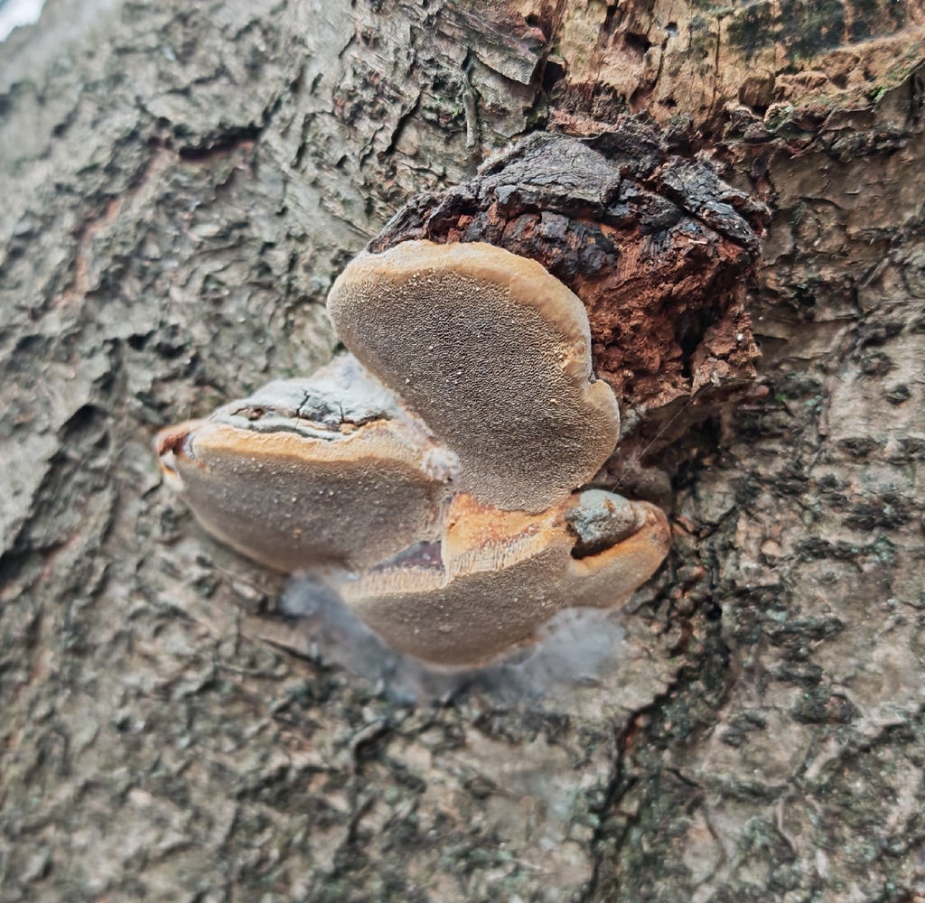 Phellinus pomaceus · November 2025 · photo: © p_andrey (iNaturalist, cc-by-nc)
