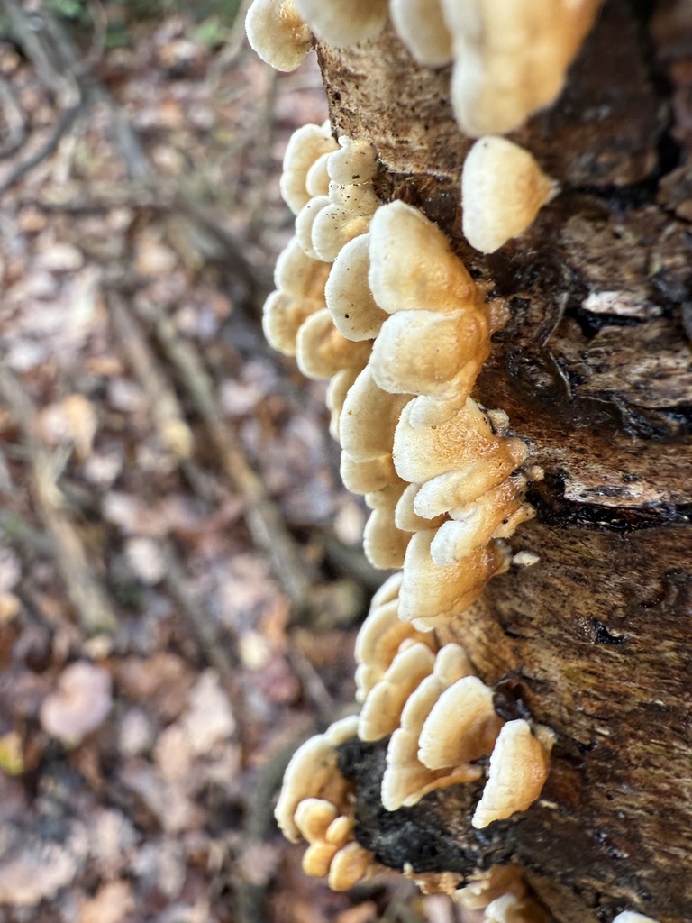 Plicatura crispa · November 2025 · photo: © cjoynson (iNaturalist, cc0)