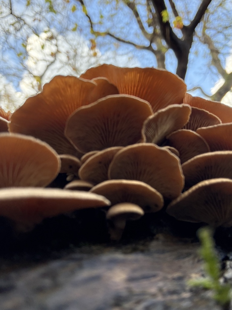 Panellus stipticus · November 2025 · photo: © cjoynson (iNaturalist, cc0)