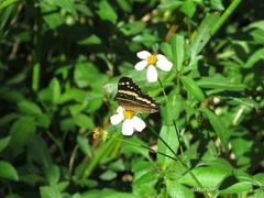 Anartia fatima fatima