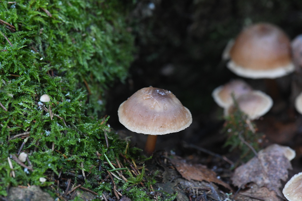 Rhodocollybia asema · November 2025 · photo: © marina_sad (iNaturalist, cc-by)