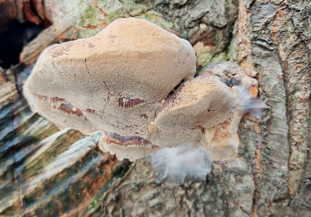 Phellinus pomaceus · November 2025 · photo: © p_andrey (iNaturalist, cc-by-nc)
