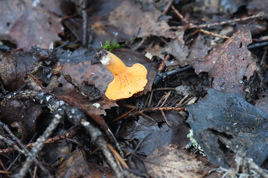 Cantharellus cibarius