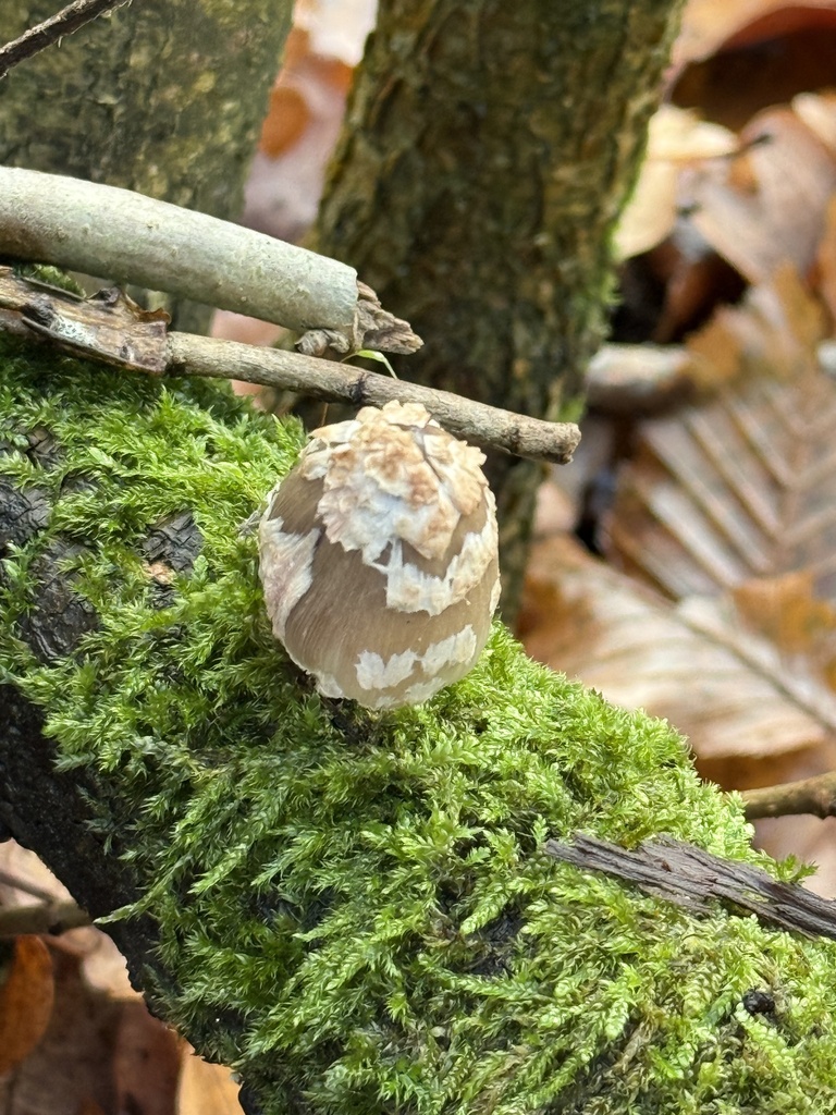 Coprinopsis picacea · November 2025 · photo: © cjoynson (iNaturalist, cc0)