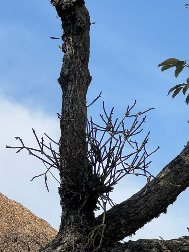 Rhipsalis dissimilis, photograph 3