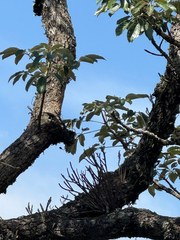 (c) Pedro Alvaro Neves, some rights reserved (CC BY) Rhipsalis dissimilis, photograph (c) Pedro Alvaro Neves, some rights reserved (CC BY)