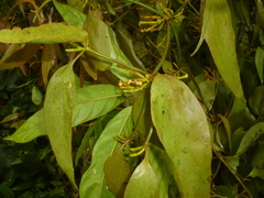 Oryctanthus cordifolius