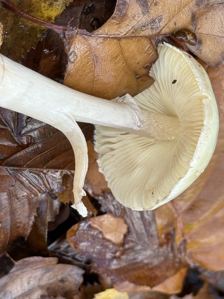Amanita citrina · November 2025 · photo: © cjoynson (iNaturalist, cc0)