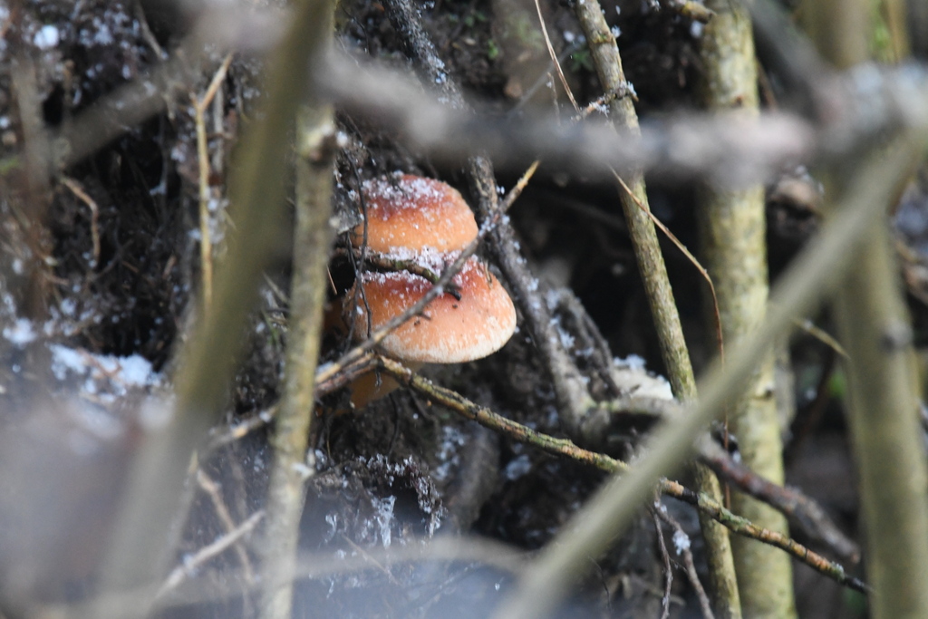 Hypholoma lateritium · November 2025 · photo: © marina_sad (iNaturalist, cc-by)