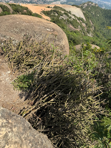 Rhipsalis dissimilis, photograph 2